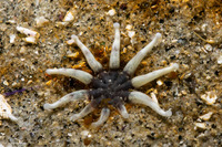 Halcampa decemtentaculata (Burrowing Anemone)