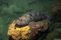 Ophiodon elongatus (Lingcod)
