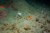 Virgularia sp.4 (Virgularia sp.4)