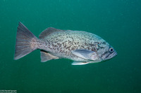 Sebastes mystinus (Blue Rockfish)