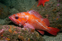 Sebastes miniatus (Vermilion Rockfish)