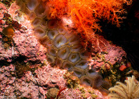 Myxicola sp.2 (Colonial Slime Tubeworm)