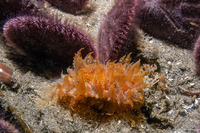 Dirona picta (Colorful Dirona)
