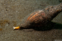 Megasurcula carpenteriana (Carpenter's Turrid)