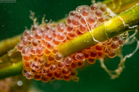 Aulorhynchus flavidus (Tubesnout)