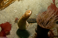 Panopea generosa (Geoduck Clam)