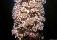 Metridium senile (Plumose Anemone)
