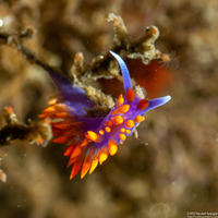 Flabellinopsis iodinea (Spanish Shawl)