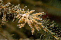 Eubranchus rustyus (Homely Aeolid)