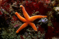 Henricia leviuscula (Blood Star)