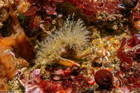 Scyra acutifrons (Sharpnose Crab)