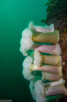Metridium farcimen (White-Plumed Anemone)
