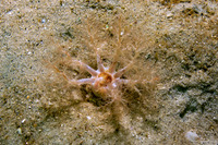 Eupentacta quinquesemita (White Sea Cucumber)