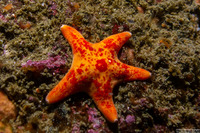 Dermasterias imbricata (Leather Star)