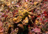 Scyra acutifrons (Sharpnose Crab)