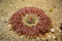 Urticina clandestina (Urticina Clandestina)