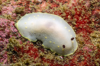 Cadlina flavomaculata (Yellow-Spot Cadlina)