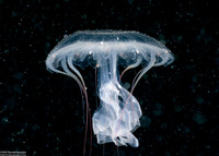 Chrysaora fuscescens (Brown Jellyfish)