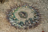 Anthopleura sola (Sunburst Anemone)