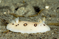 Diaulula sandiegensis (San Diego Dorid)