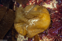 Colpomenia peregrina (Bulb Seaweed)