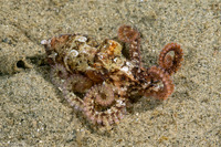 Octopus rubescens (Red Octopus)