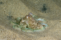 Octopus rubescens (Red Octopus)