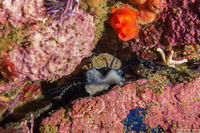Haliotis rufescens (Red Abalone)