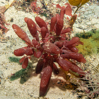 Botryocladia pseudodichotoma (Red Sea Grapes)