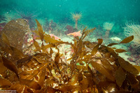 Desmarestia latissima (Desmarestia Latissima)