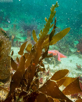 Desmarestia latissima (Desmarestia Latissima)