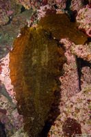 Dictyoneurum reticulatum (Dictyoneurum reticulatum)