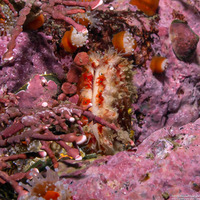 Chlamys hastata (Spiny Scallop)