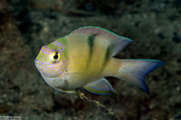 Dischistodus perspicillatus (White Damsel)