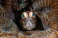 Salarias segmentatus (Segmented Blenny)