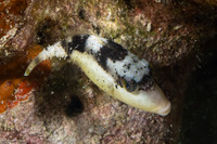 Pseudobalistes flavimarginatus (Yellowmargin Triggerfish)