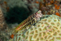 Salarias segmentatus (Segmented Blenny)