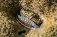 Pedum spondyloideum (Iridescent Scallop)
