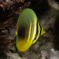 Zebrasoma veliferum (Pacific Sailfin Tang)