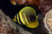 Zebrasoma veliferum (Pacific Sailfin Tang)