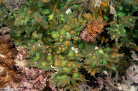 Pectinia paeonia (Peony Coral)