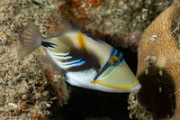 Rhinecanthus aculeatus (Lagoon Triggerfish)