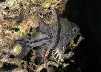 Sphaeramia orbicularis (Orbicular Cardinalfish)