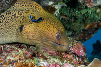Gymnothorax javanicus (Giant Moray)