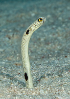 Heteroconger hassi (Spotted Garden Eel)