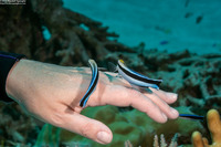 Labroides dimidiatus (Bluestreak Cleaner Wrasse)
