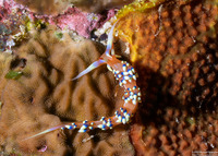 Caloria indica (Indian Caloria)