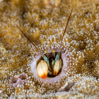 Paguritta kroppi (Kropp's Coral Hermit Crab)