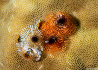 Spirobranchus sp.1 (Christmas Tree Worm)