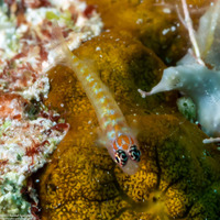 Eviota melasma (Melasma Dwarfgoby)